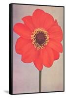 Single Dahlia Perplex-null-Framed Stretched Canvas