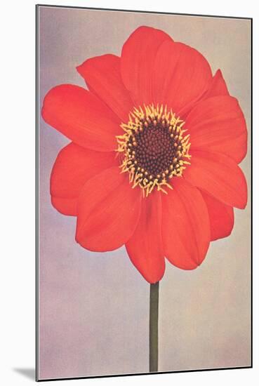 Single Dahlia Perplex-null-Mounted Art Print