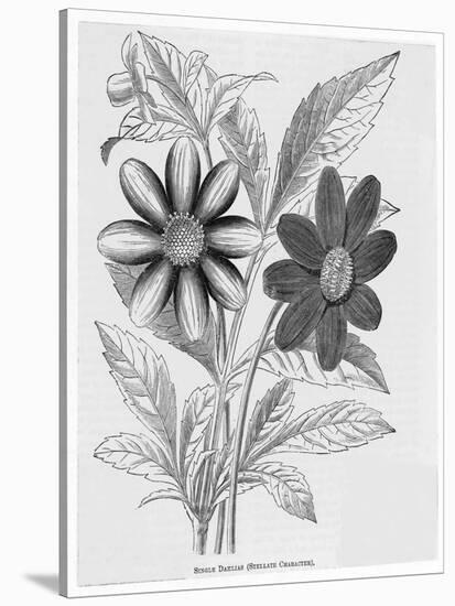 Single Dahlias with Stellate Character-null-Stretched Canvas