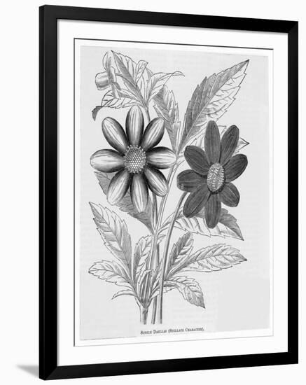 Single Dahlias with Stellate Character-null-Framed Art Print