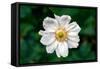 Single Daisy-null-Framed Stretched Canvas