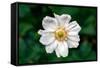 Single Daisy-null-Framed Stretched Canvas