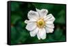 Single Daisy-null-Framed Stretched Canvas