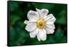 Single Daisy-null-Framed Stretched Canvas