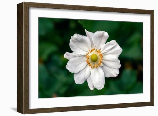 Single Daisy-null-Framed Photo