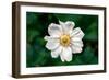 Single Daisy-null-Framed Photo