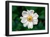 Single Daisy-null-Framed Photo