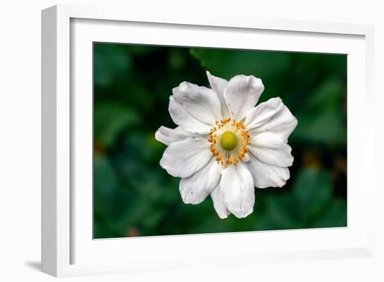 Single Daisy-null-Framed Photo