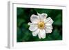 Single Daisy-null-Framed Photo