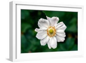 Single Daisy-null-Framed Photo