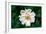 Single Daisy-null-Framed Photo