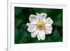 Single Daisy-null-Framed Photo