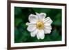 Single Daisy-null-Framed Photo