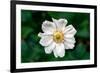 Single Daisy-null-Framed Photo