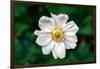 Single Daisy-null-Framed Photo