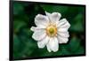 Single Daisy-null-Framed Photo