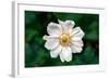 Single Daisy-null-Framed Photo