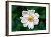 Single Daisy-null-Framed Photo