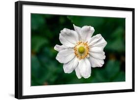 Single Daisy-null-Framed Photo