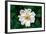 Single Daisy-null-Framed Photo