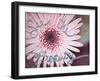 Single Daisy-Susan Bryant-Framed Art Print