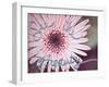 Single Daisy-Susan Bryant-Framed Art Print