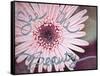 Single Daisy-Susan Bryant-Framed Stretched Canvas