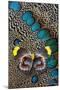 Single Delias Butterfly Underside on Malayan Peacock-Pheasant Feathers-Darrell Gulin-Mounted Photographic Print