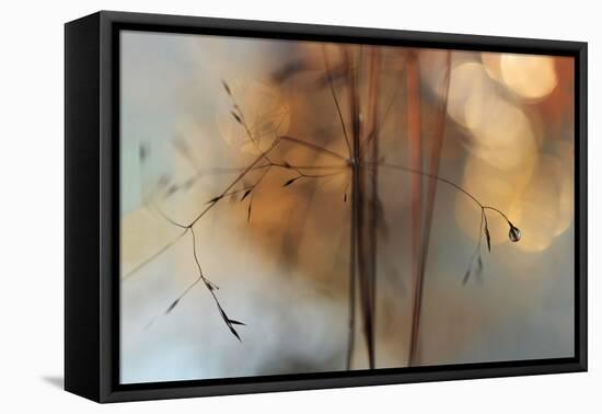 Single Drop Fall-Heidi Westum-Framed Stretched Canvas