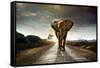 Single Elephant Walking in a Road with the Sun from Behind-Carlos Caetano-Framed Stretched Canvas