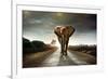 Single Elephant Walking in a Road with the Sun from Behind-Carlos Caetano-Framed Photographic Print