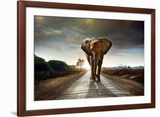 Single Elephant Walking in a Road with the Sun from Behind-Carlos Caetano-Framed Photographic Print