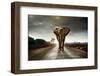 Single Elephant Walking in a Road with the Sun from Behind-Carlos Caetano-Framed Photographic Print