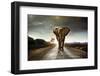 Single Elephant Walking in a Road with the Sun from Behind-Carlos Caetano-Framed Photographic Print