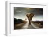 Single Elephant Walking in a Road with the Sun from Behind-Carlos Caetano-Framed Photographic Print