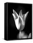 Single Fancy Tulip-Jeff Pica-Framed Stretched Canvas