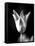 Single Fancy Tulip-Jeff Pica-Framed Stretched Canvas