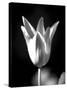 Single Fancy Tulip-Jeff Pica-Stretched Canvas