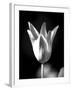 Single Fancy Tulip-Jeff Pica-Framed Photographic Print