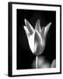 Single Fancy Tulip-Jeff Pica-Framed Photographic Print