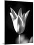 Single Fancy Tulip-Jeff Pica-Mounted Photographic Print