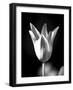 Single Fancy Tulip-Jeff Pica-Framed Photographic Print