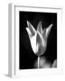 Single Fancy Tulip-Jeff Pica-Framed Photographic Print