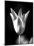 Single Fancy Tulip-Jeff Pica-Mounted Photographic Print