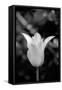 Single Fancy White Tulip-Jeff Pica-Framed Stretched Canvas