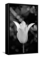 Single Fancy White Tulip-Jeff Pica-Framed Stretched Canvas