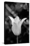 Single Fancy White Tulip-Jeff Pica-Stretched Canvas