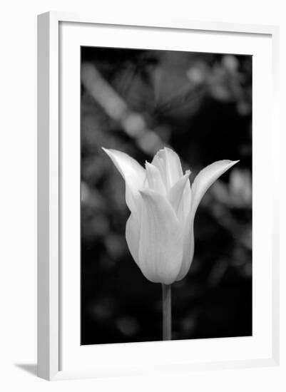 Single Fancy White Tulip-Jeff Pica-Framed Photographic Print