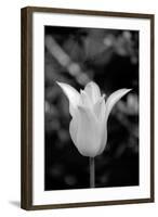 Single Fancy White Tulip-Jeff Pica-Framed Photographic Print