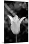 Single Fancy White Tulip-Jeff Pica-Mounted Photographic Print